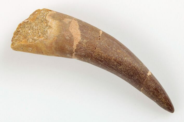 2.37" Fossil Plesiosaur (Zarafasaura) Tooth - Morocco